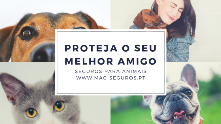 Seguros para animais: proteja o seu melhor amigo!